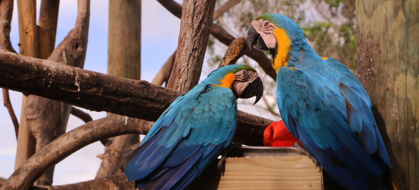 Cartagena National Aviary