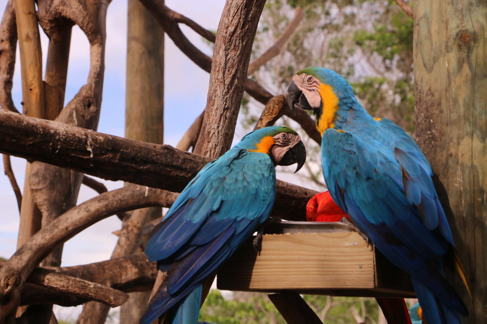 Cartagena National Aviary - Cartagena | Project Expedition