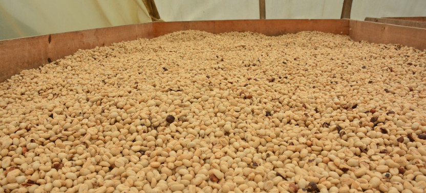 Coffee Heaven: Hacienda el Paraíso