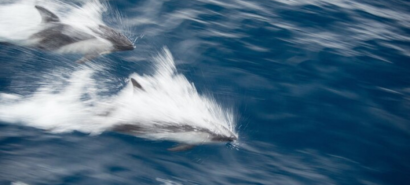 Dolphin and Whale Watching in Negombo