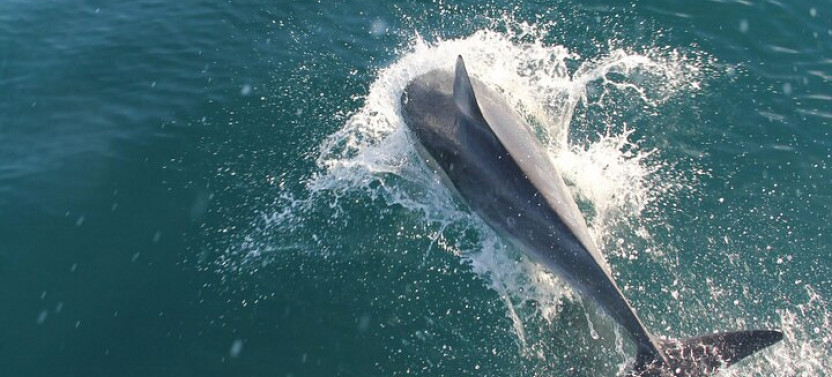 Dolphin and Whale Watching in Negombo