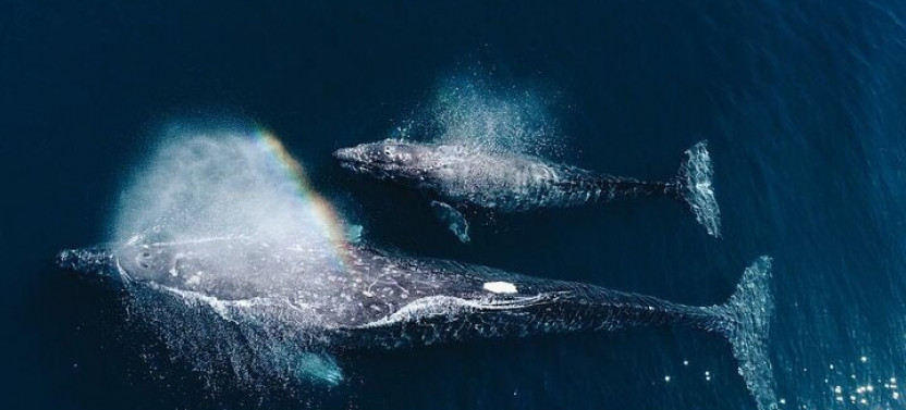 Dolphin and Whale Watching in Negombo