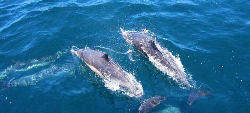 Dolphin and Whale Watching in Negombo