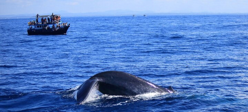 Dolphin Watching in Kalpitiya