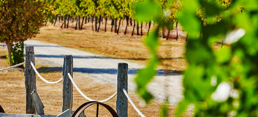 Pinnacles & Swan Valley Day Tour