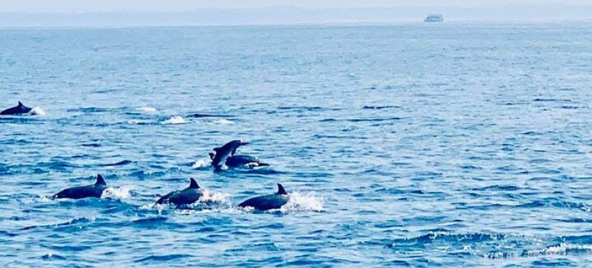 Dolphin Watching in Trincomalee