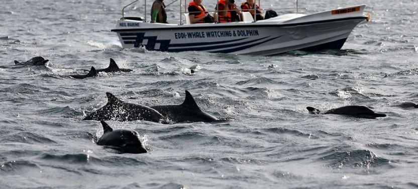 Dolphin Watching in Trincomalee