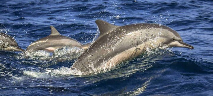 Dolphin Watching in Trincomalee