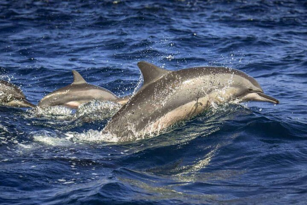 Dolphin Watching in Trincomalee