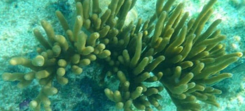Glass Bottom Boat Ride in Trincomalee