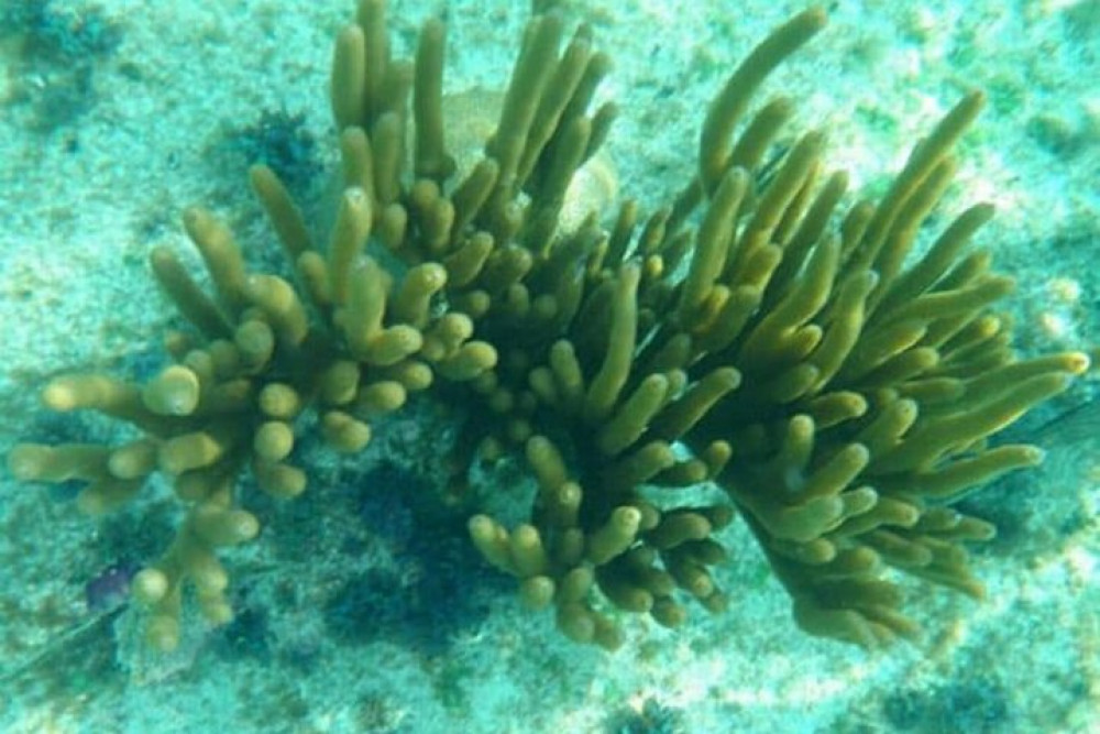 Glass Bottom Boat Ride in Trincomalee