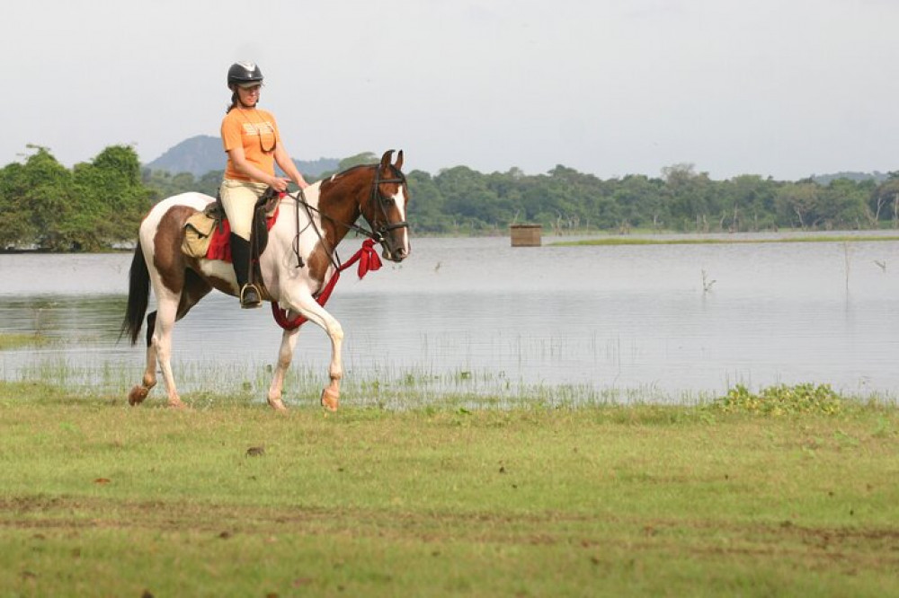 Horse Riding in Dambulla