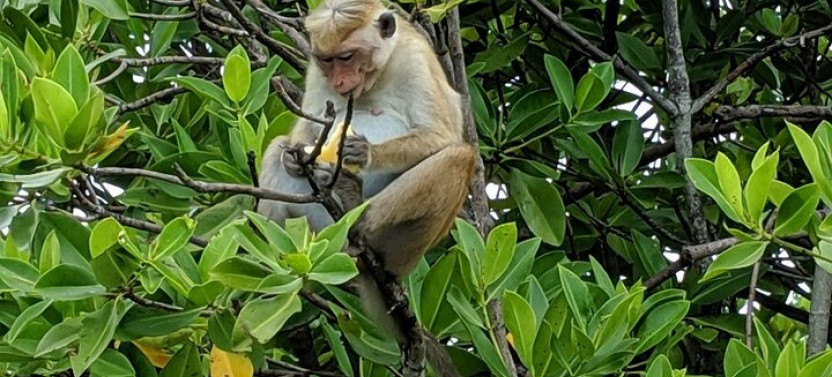 Lagoon Tour to Monkey Island