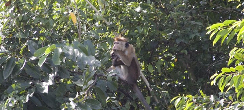 Lagoon Tour to Monkey Island