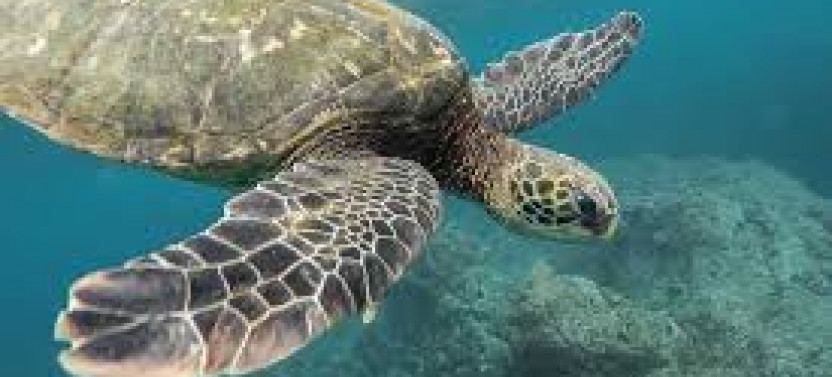 Snorkeling with Turtles in Mirissa