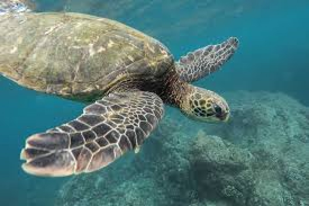 Snorkeling with Turtles in Mirissa