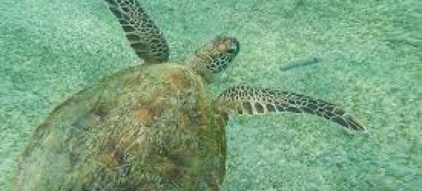 Snorkeling with Turtles in Mirissa