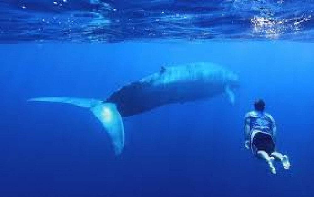 Snorkeling with Whales in Mirissa