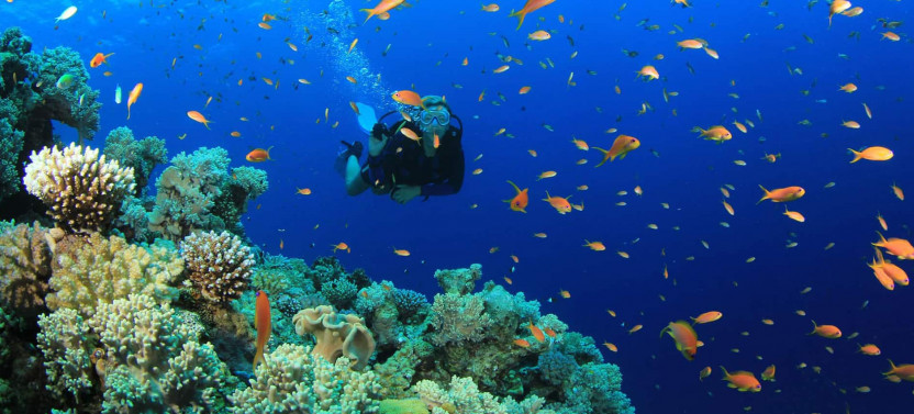 Scuba Diving in Mirissa