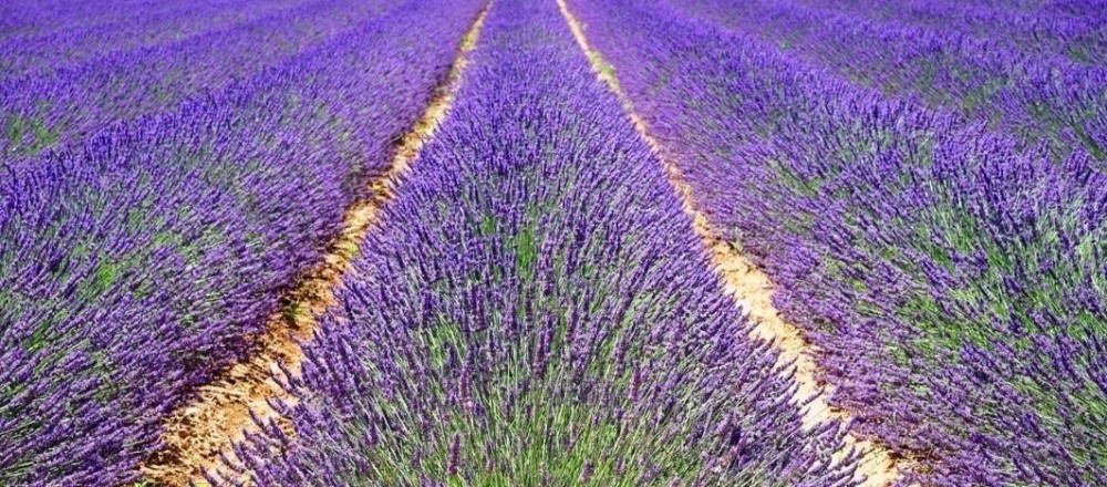 Private: Luberon Valley Lavender Trail from Saint Rémy