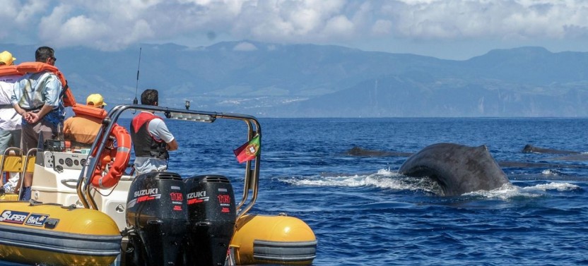 Whale Watching & Islet Boat Tour