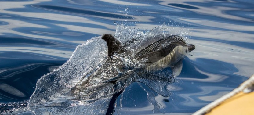 Whale Watching & Islet Boat Tour