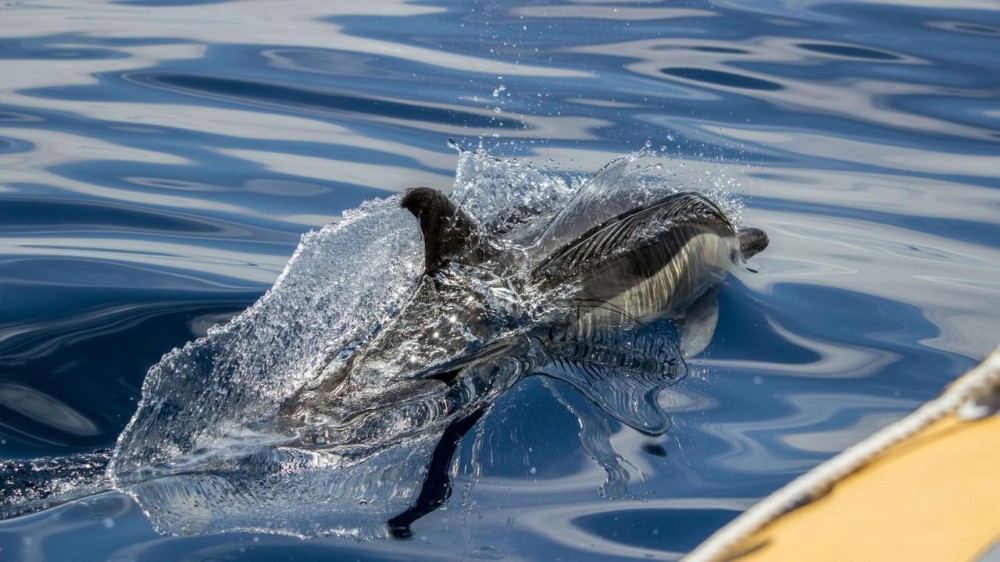 Azores Whale Watching TERRA AZUL