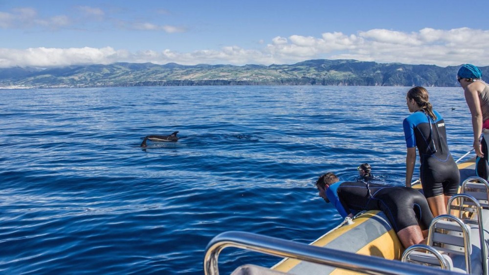 Azores Whale Watching TERRA AZUL