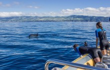 Azores Whale Watching TERRA AZUL4