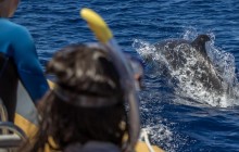 Azores Whale Watching TERRA AZUL5