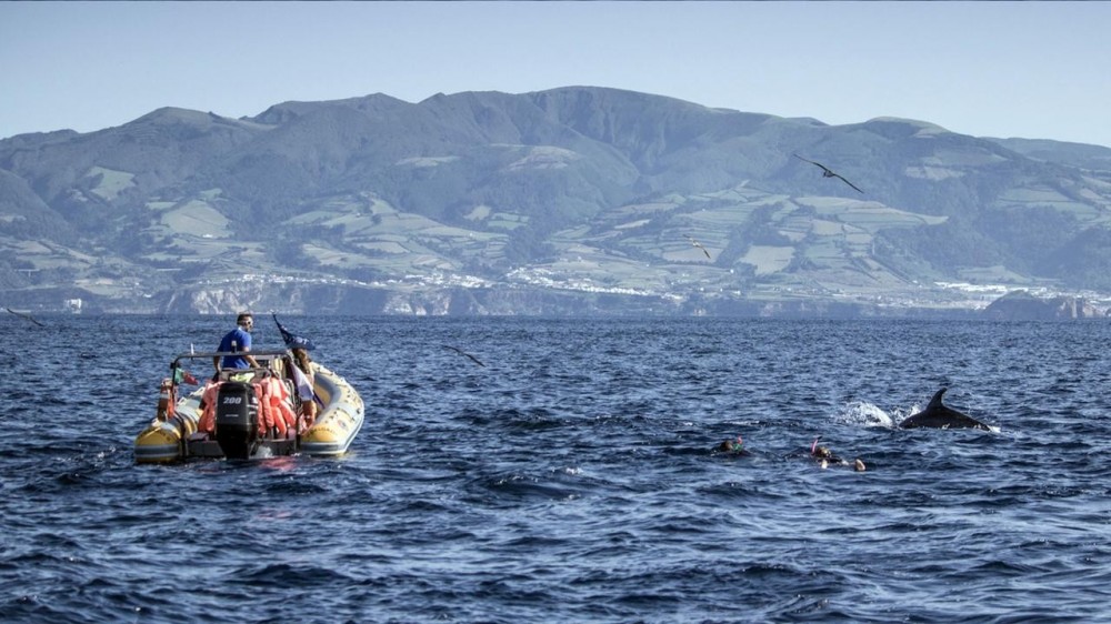 Azores Whale Watching TERRA AZUL