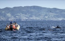 Azores Whale Watching TERRA AZUL7