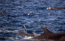 Azores Whale Watching TERRA AZUL8