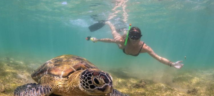 Snorkeling with Dolphins and Turtles in Mirissa