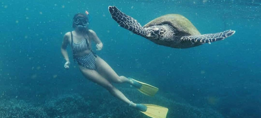 Snorkeling with Dolphins and Turtles in Mirissa