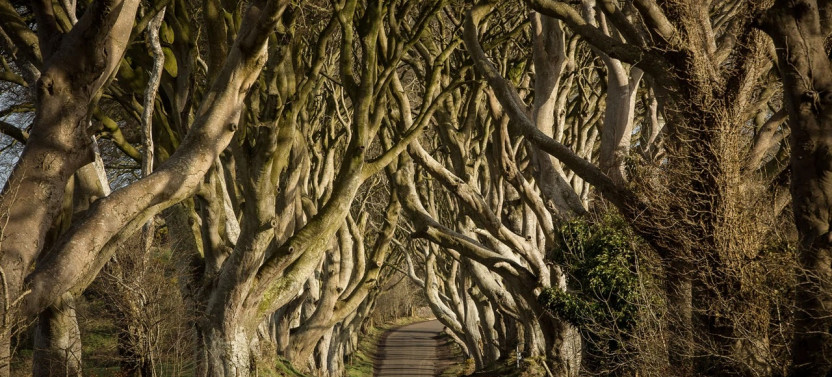 Giant's Causeway Day Tour + Hop On Hop Off Belfast
