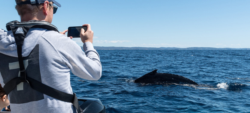 Private Whales Of Sydney Sea Safari