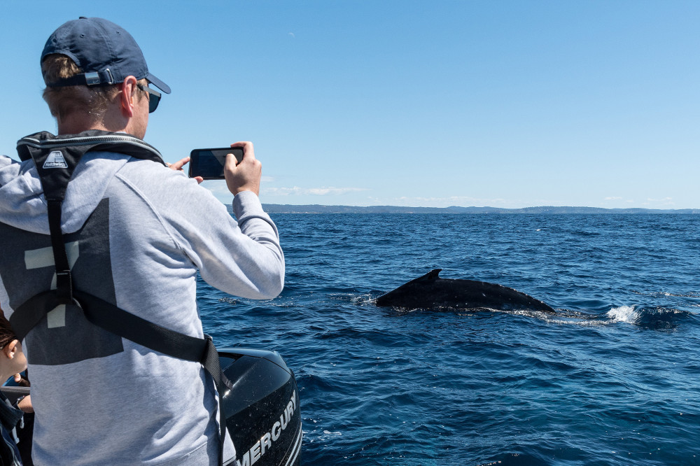 Private Whales Of Sydney Sea Safari