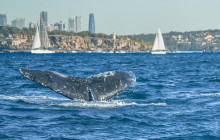 Sydney Harbour Boat Tours8