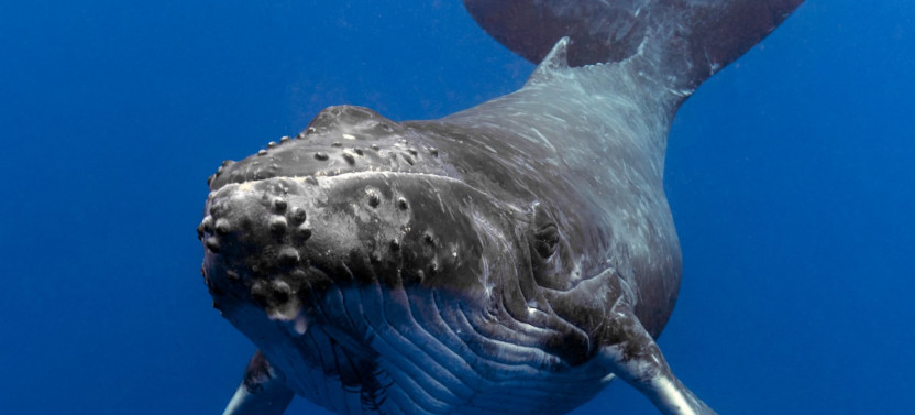 Whale Watching in Kalpitiya