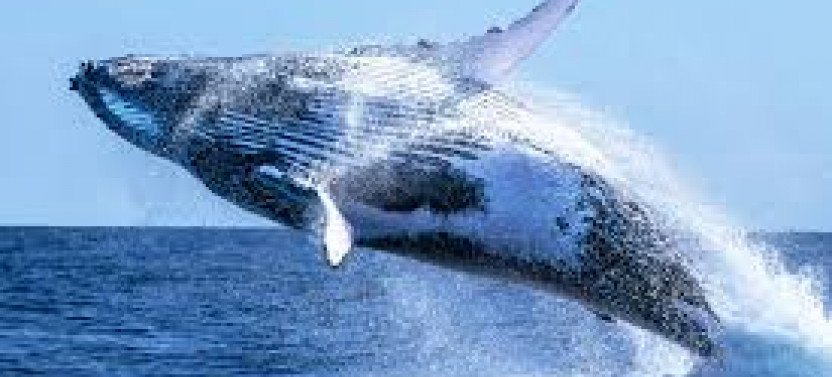 Whale Watching in Kalpitiya