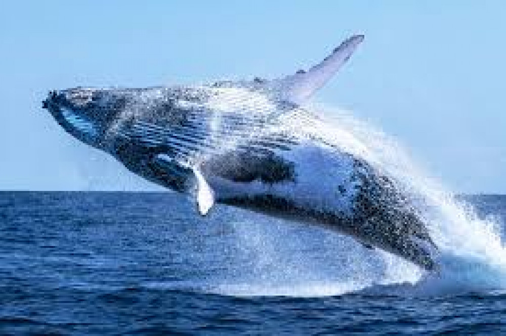 Whale Watching in Kalpitiya