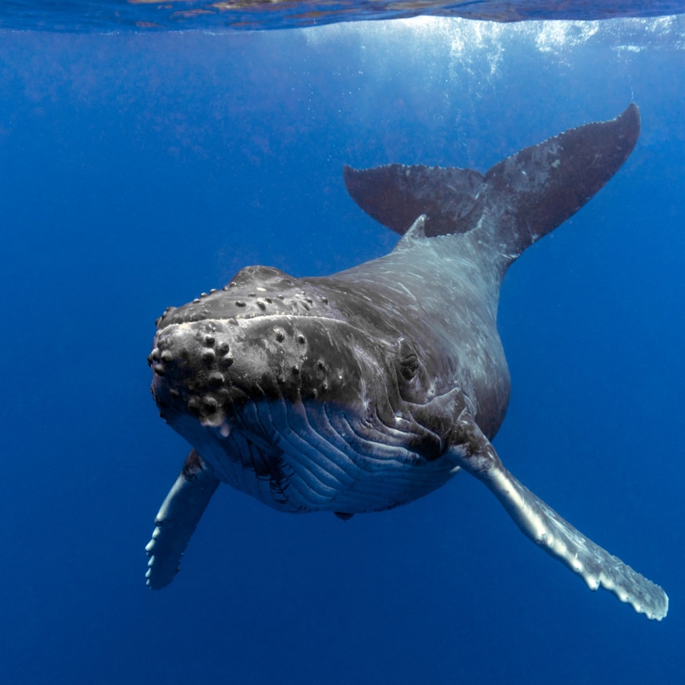 Whale Watching in Mirissa