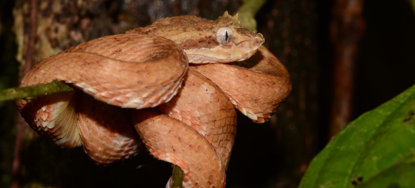 Jungle Night Walk Guided Tour