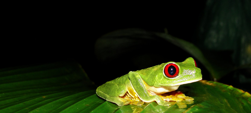 Jungle Night Walk Guided Tour