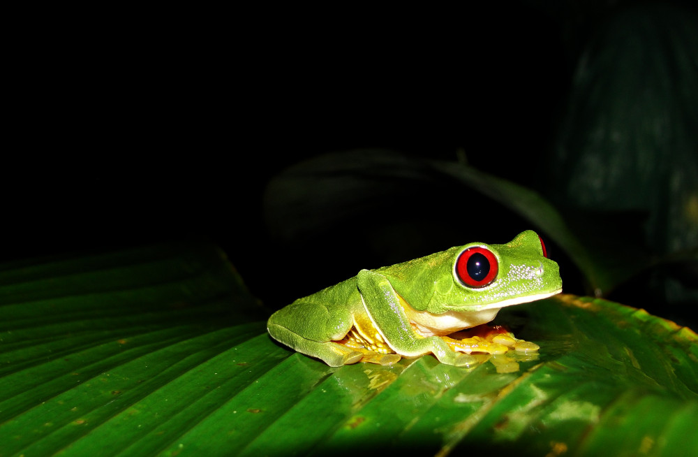 Jungle Night Walk Guided Tour