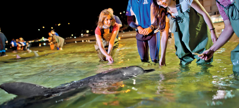 Desert Safari Day Cruise with Dolphin Feeding