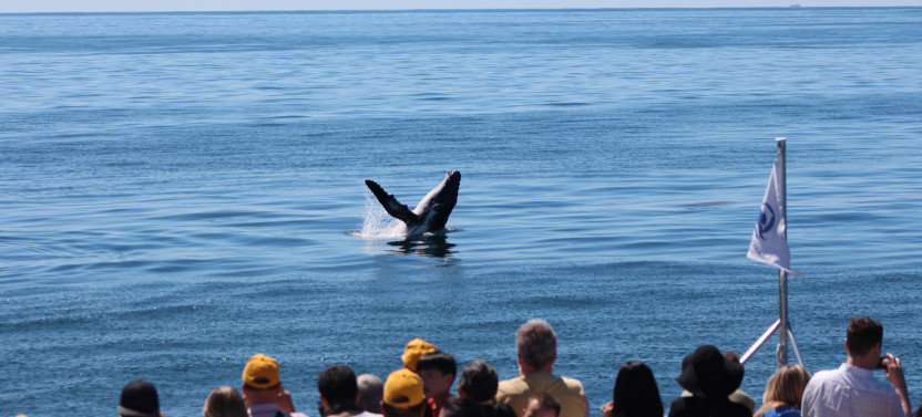 Whale Watching Day Cruise