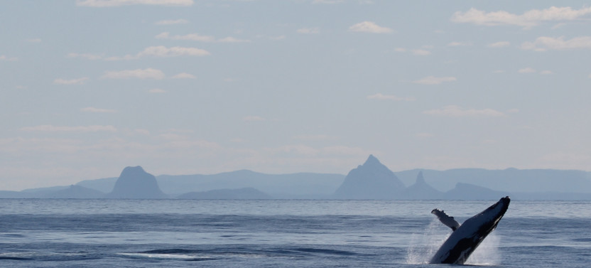 Whale Watching Day Cruise with Dolphin Feeding