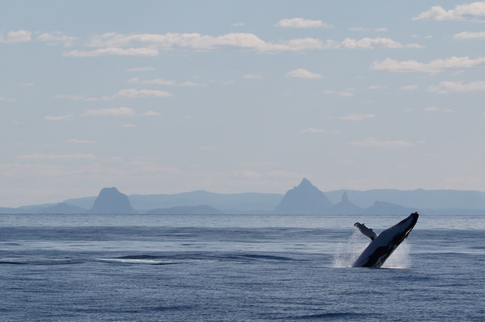 Whale Watching Day Cruise with Dolphin Feeding